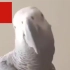这是什么沙雕鹦鹉？都会骂人了