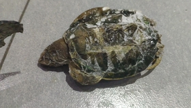 小宝宝几个月可以吃虾肉 099a2a96da258c389953f43041da024800e1a250.jpg@280w_158h_1c_100q.jpg