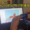 【单片机毕业设计】基于k210的动物识别播报系统