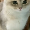 小猫咪玩水真的会尿床吗
