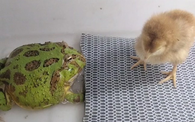 角蛙吃鸡