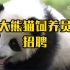 大熊猫饲养员招聘 合适人选难找 要不要试试？