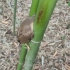 真的是啥都被我遇到了，被夹在竹子中间的小鸟！