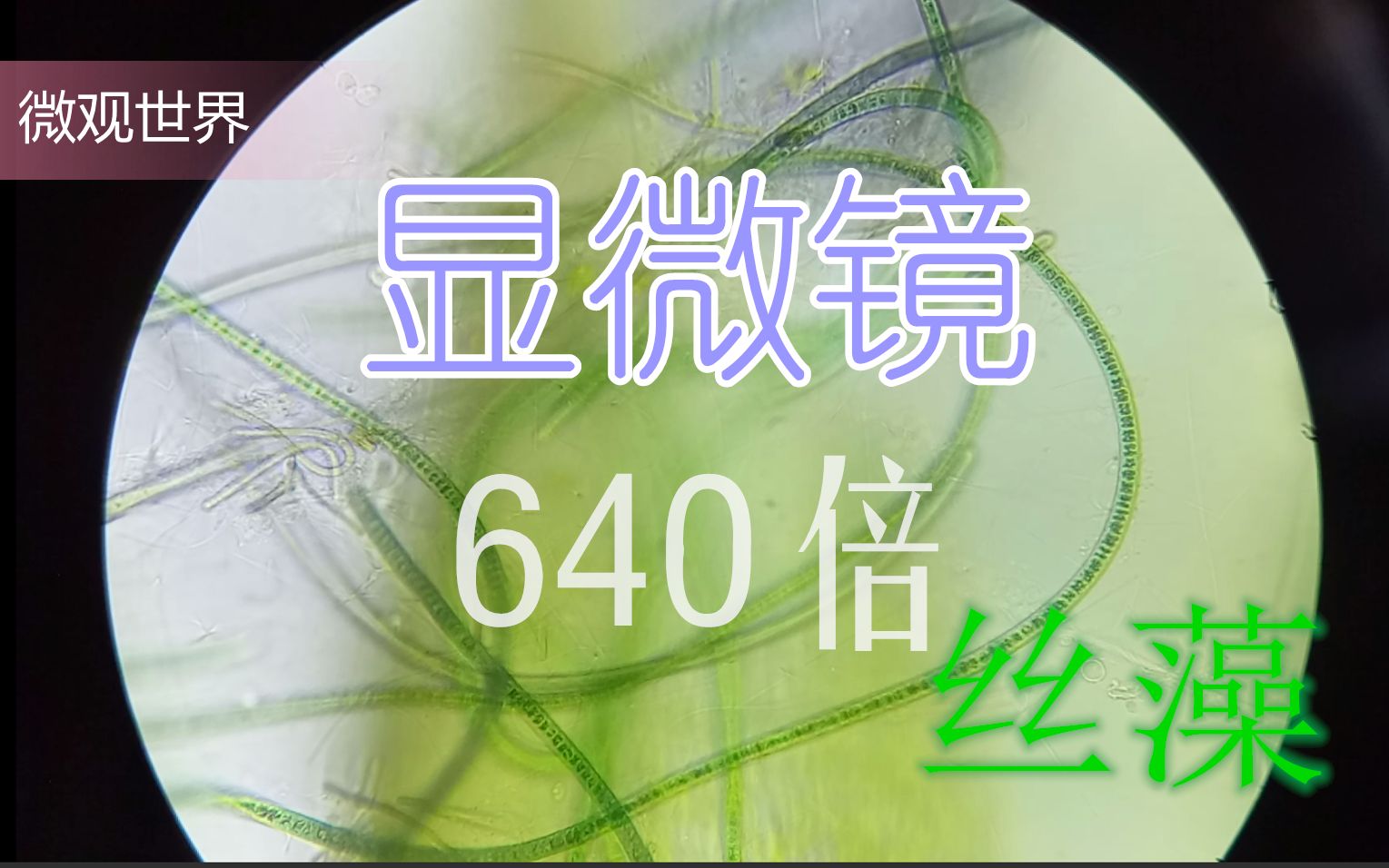 【显微镜】640倍放大丝藻