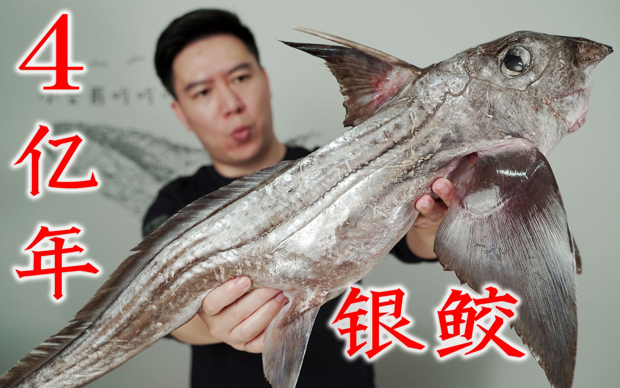 试吃4亿年前的生物银鲛鱼，出锅后肉质超级的鲜嫩，赚大了