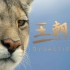 【纪录片】王朝2 01 美洲狮