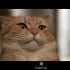 电影《流浪猫鲍勃》橘猫心动镜头合集
