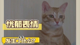 猫为什么特别喜欢晒太阳 0a2c9a536e203a147c1d620c1338de7348c5779c.jpg@280w_158h_1c_100q.jpg