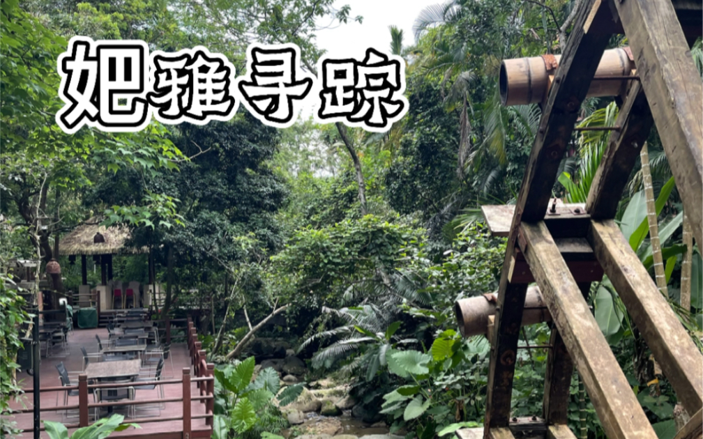 妑雅寻踪~20210522 in 海南保亭七仙岭 君澜酒店雨林小径游 看看黎族岛民吃啥~