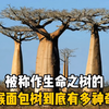 被称作生命之树的猴面包树到底有多神奇，你知道吗