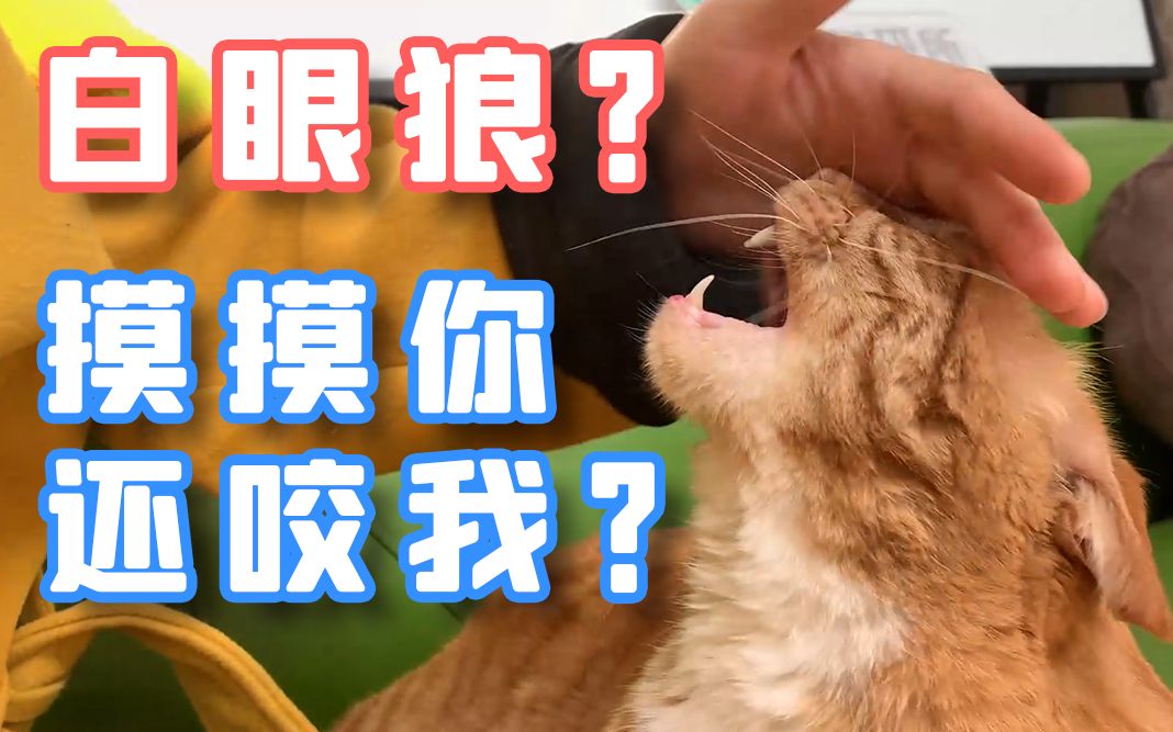 猫咪主动来找我,我摸摸TA,居然还咬我!?哔哩哔哩bilibili