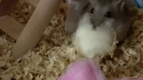 用什么可以做仓鼠的窝 0a65459831cebc7fd0947b83fae9770a3f603295.jpg@280w_158h_1c_100q.jpg