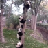 种一棵吸引熊猫的神奇树
