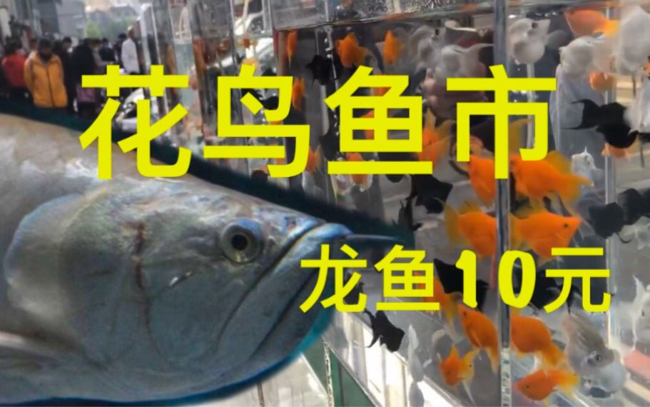 实拍沈阳北市场花鸟鱼市龙鱼10元便宜到哭