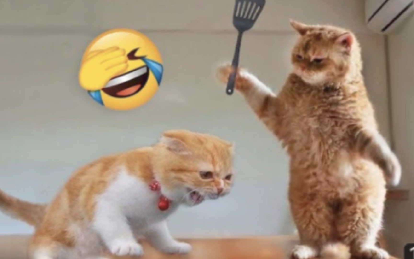 猫咪搞笑视频