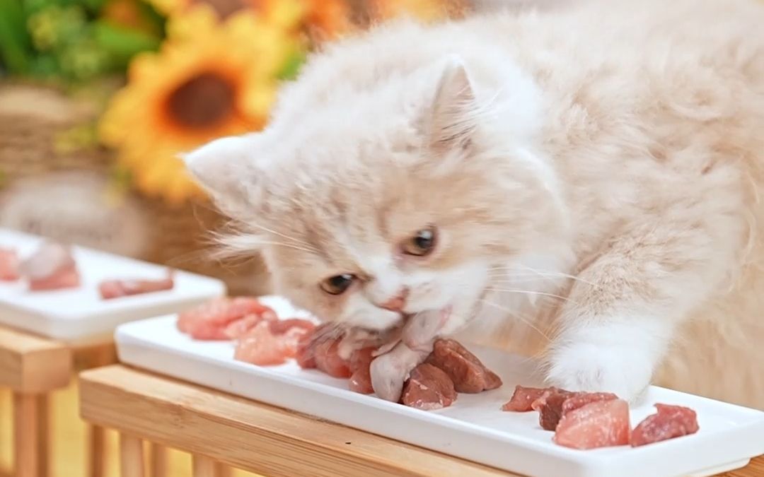 猫咪爱吃肉还是小老鼠？