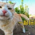 给猫带上摄像头，带你看看农村小猫咪的社交圈子