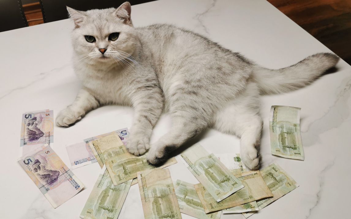 猫咪给主人叼来很多钱，一查监控才发现····