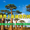 猴面包树有多神奇？一树在手吃喝不愁，堪称现实版的摇钱树