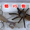 螳螂VS蜘蛛！谁才是最残暴的“杀手