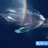 美到窒息！ 一群座头鲸在湛蓝的海面上畅游 ，它们的呼吸折射出美丽的彩虹看完太震撼了，大自然的奇妙总能带给人一种自由和沉静