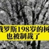 俄罗斯198岁的树也被制裁了！网友:西伯利亚的风瑟瑟发抖