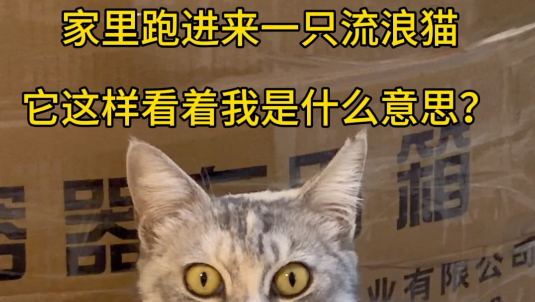 家里突然跑进来一只流浪猫，一直盯着我，这是什么意思？