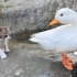 小猫第一次见鸭子游泳，反应搞笑