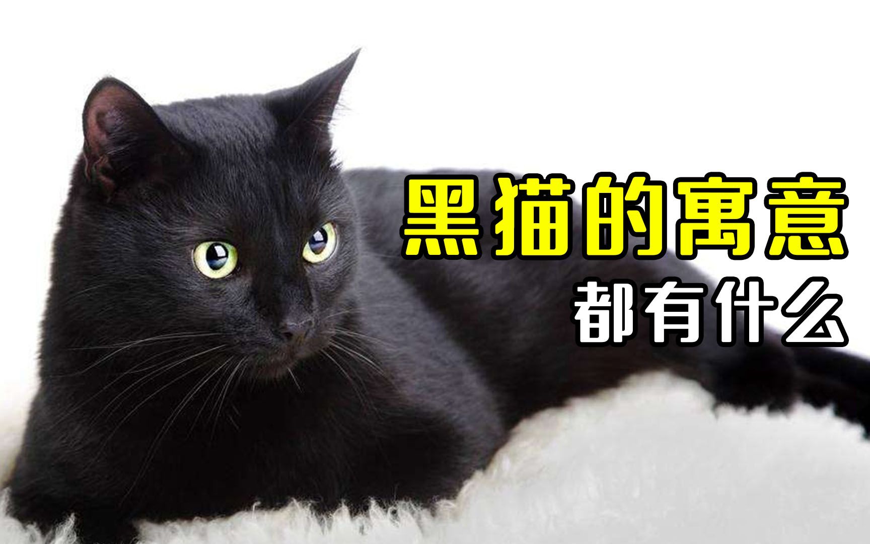 你知道黑猫的寓意是什么吗？