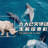 六大已灭绝动物，生前的珍贵影像