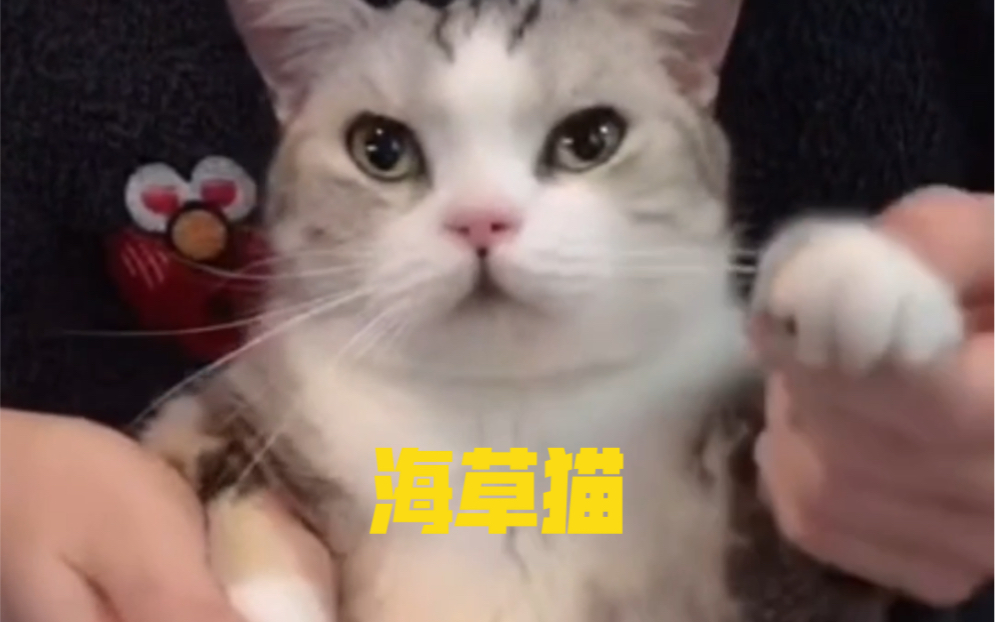 你不记得我..但你一定看过我的视频