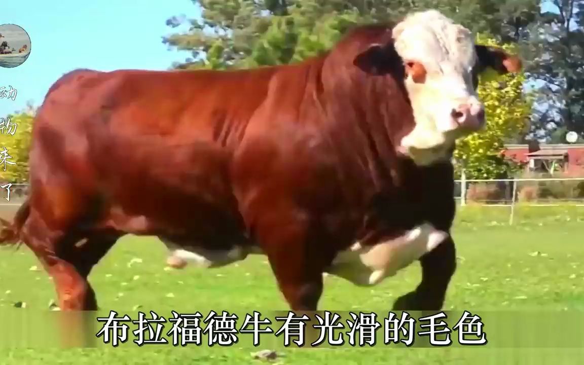 养牛赚钱优质牛重3000斤，布拉福德牛又大又壮，一身是肉斗牛专用
