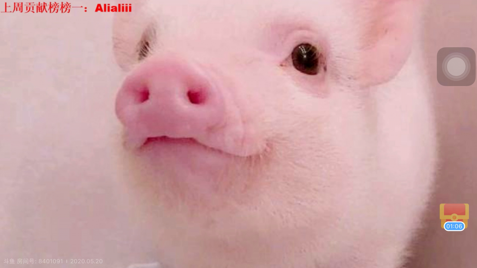 有哪些猪的搞笑图片或者表情包？ - 知乎