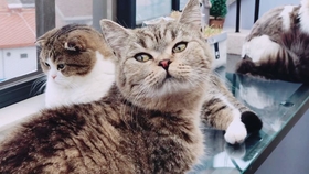 猫咪救助 0b83edd3365fcc50943225a759d87f613a833dc5.jpg@280w_158h_1c_100q.jpg