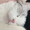 猫猫舔毛