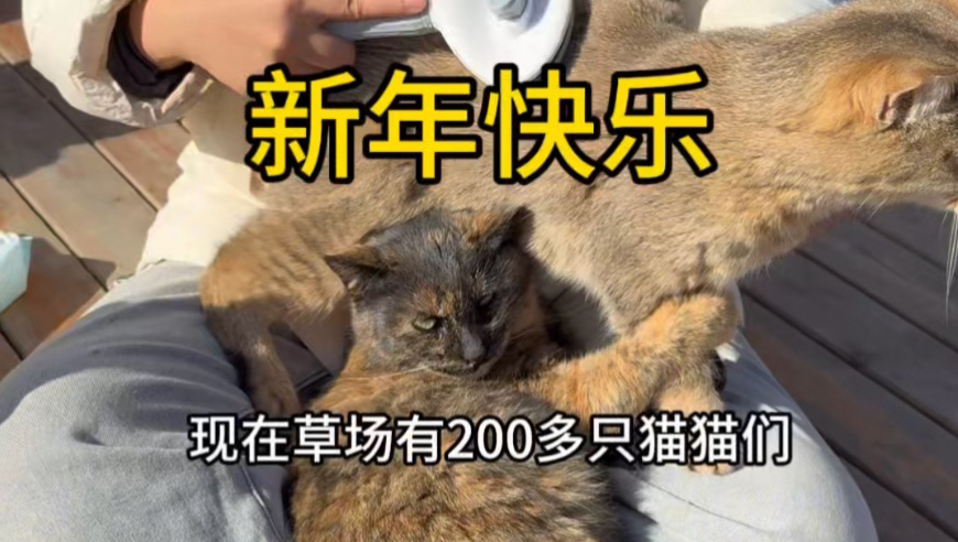 新的一年，跟两百多只流浪猫们一起过