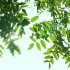 【免费4K素材】自然清新阳光绿叶风景空镜实拍，微电影文艺片必备素材！