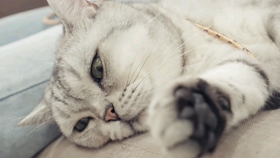 0bd3a2f12cb764b178637c4fc4b66c68de01e405.jpg@280w_158h_1c_100q.jpg