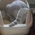 能不能像个猫一样正常的用猫砂盆？