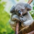再过三十年，澳大利亚考拉就可能面临区域性灭绝【资讯】【英字】