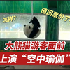值回票价了！广州一大熊猫上演“空中瑜伽