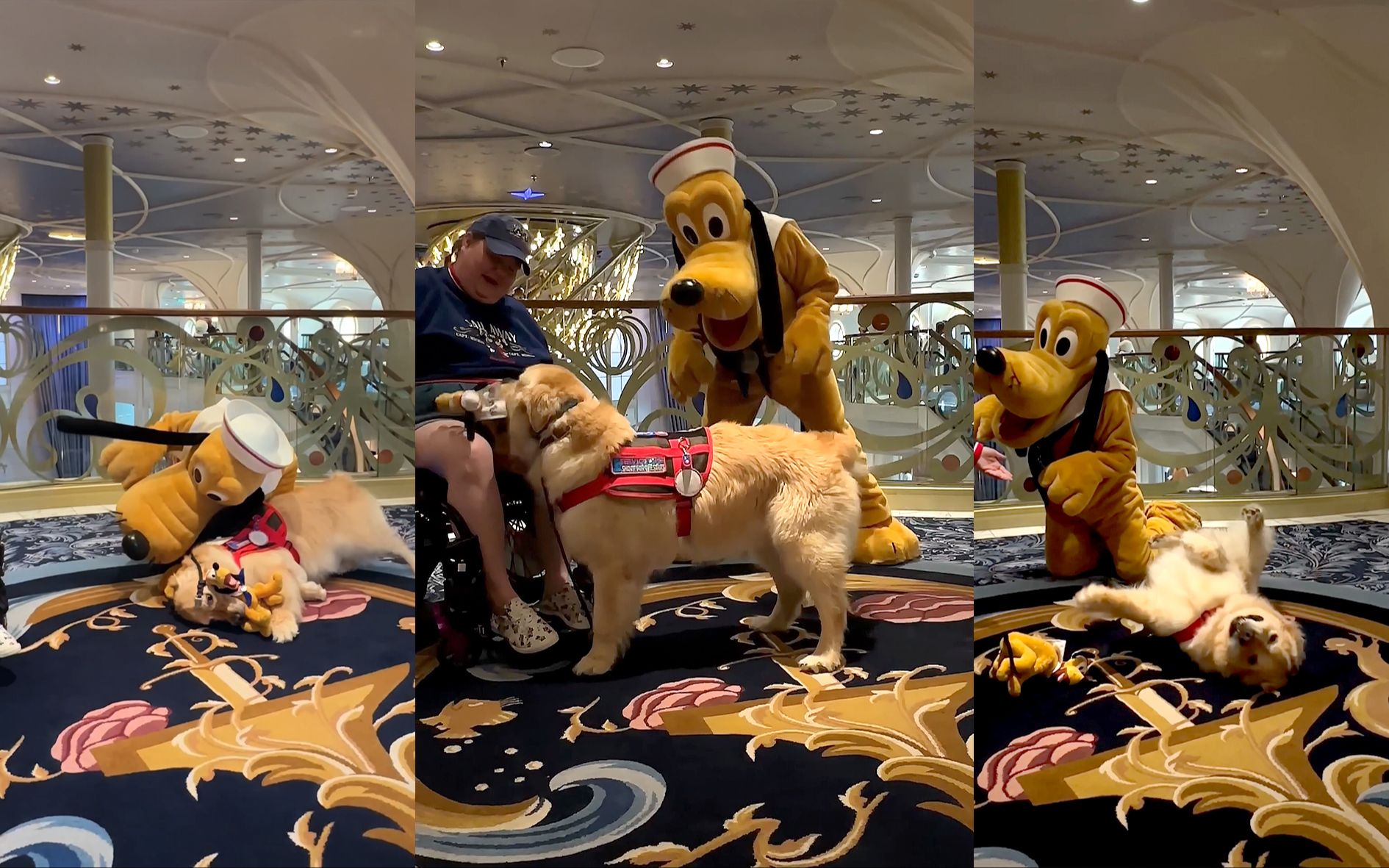 金毛服务犬遇到迪士尼布鲁托，瞬间变成迷弟