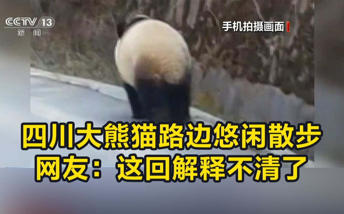 四川大熊猫路边悠闲散步 网友:这回解释不清了