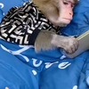 猴子玩手机