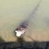 在宣城鳄鱼园里看扬子鳄进食，有点震惊!
