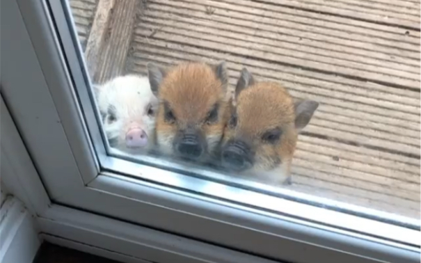 Hi，我们可以进来吗