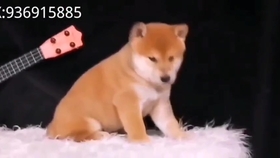 0c2a5de81e8e7c80f0bb46bf78180f2ad5085fb3.jpg@280w_158h_1c_100q.jpg