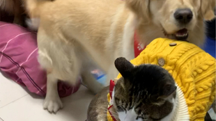 猫喜欢什么样的笼子 0c2fa3f50290972fed8b3285d2480d79c7caee42.jpg@310w_174h_1c_100q.jpg