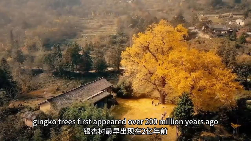 新人教版八年级上unit4 3c课文视频