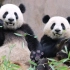 【大熊猫金双&金喜】淼淼家的两个小可爱，圆溜溜的，能吃能打，把自己照顾的挺好